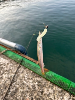 カマスの釣果