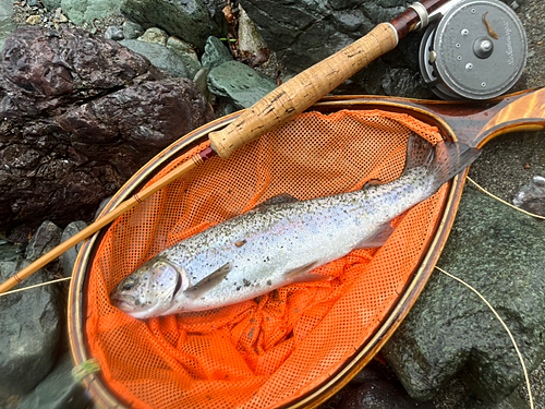 ニジマスの釣果