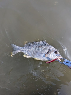 キビレの釣果