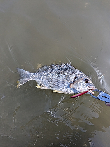 キビレの釣果