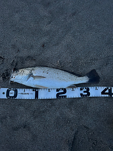 イシモチの釣果