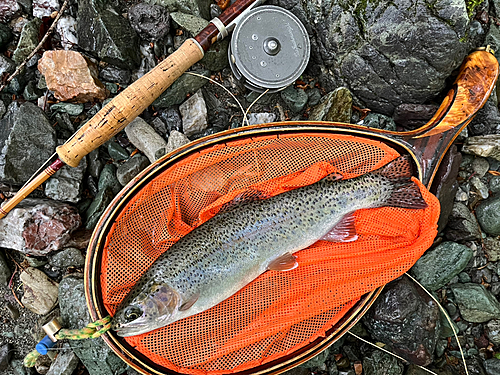 ニジマスの釣果