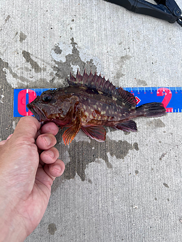 カサゴの釣果