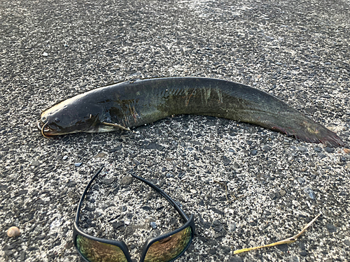 ニホンナマズの釣果