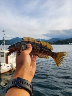 アイナメの釣果