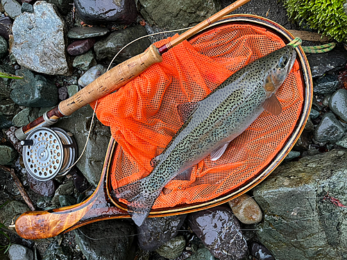 ニジマスの釣果