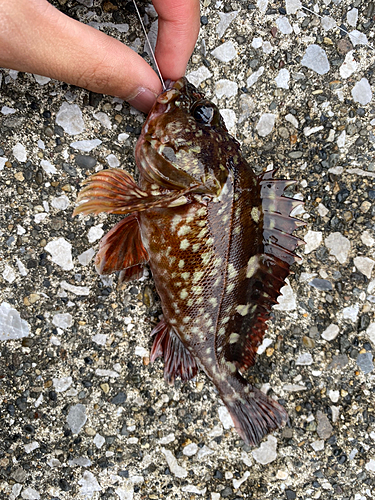 カサゴの釣果