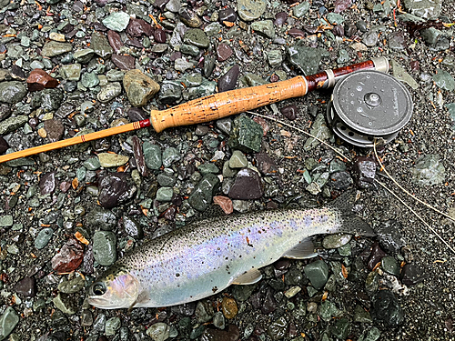 ニジマスの釣果