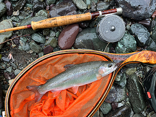 ニジマスの釣果