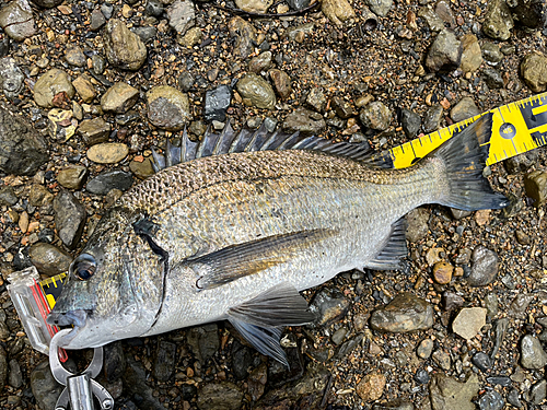 ミナミクロダイの釣果