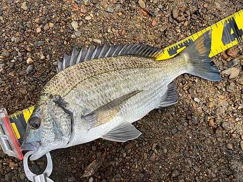 ミナミクロダイの釣果