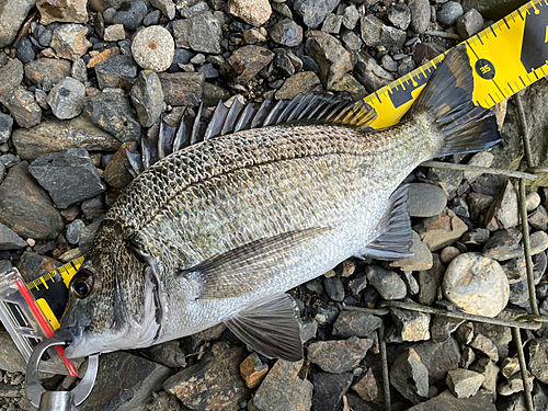 ミナミクロダイの釣果