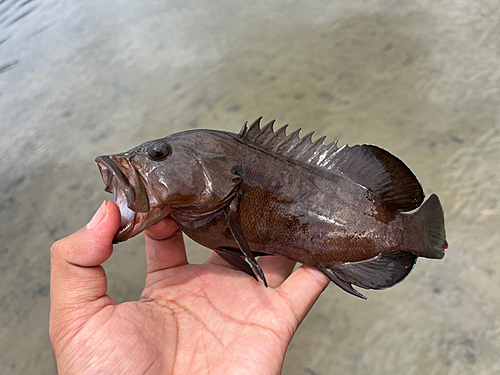 ヤミハタの釣果