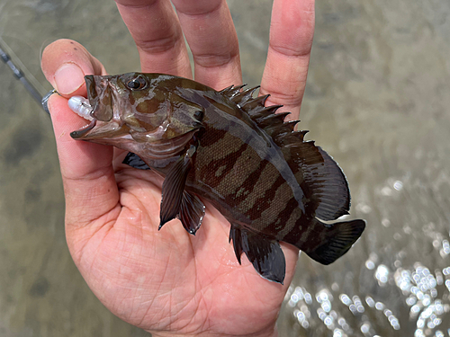 ヤミハタの釣果