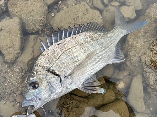 ミナミクロダイの釣果