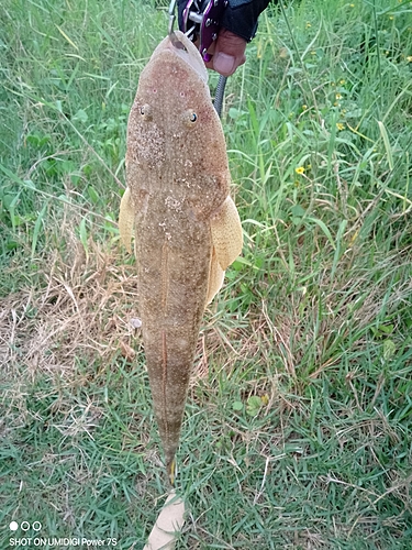 コチの釣果