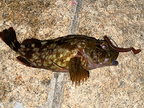 カサゴの釣果