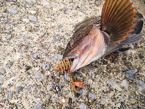 アイナメの釣果