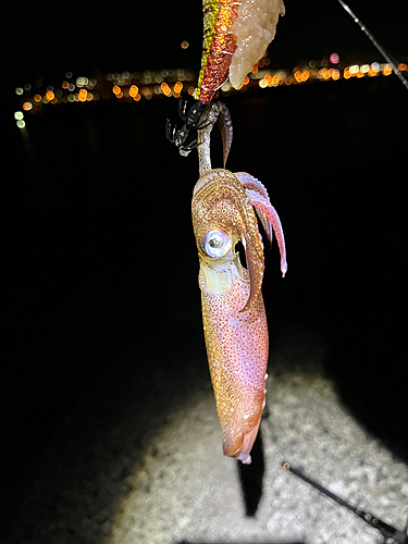 ヤリイカの釣果