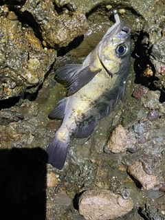 メバルの釣果