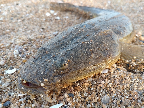 マゴチの釣果