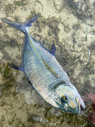 カスミアジの釣果