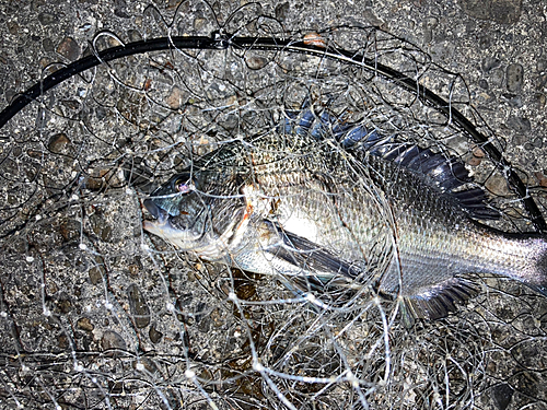 チヌの釣果