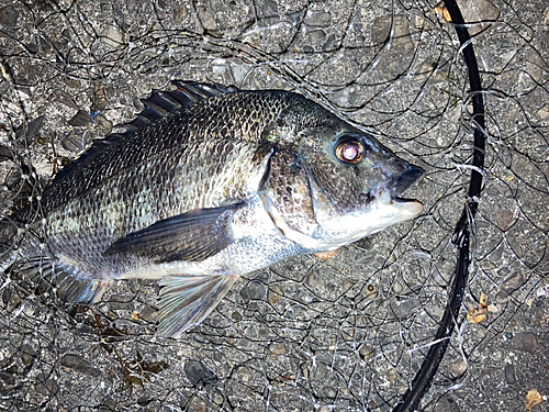 チヌの釣果