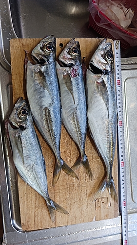 アジの釣果