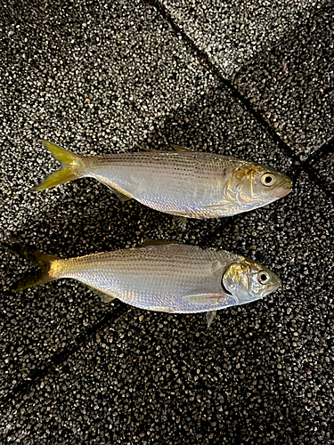 コノシロの釣果