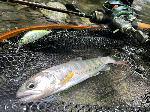 ヤマメの釣果