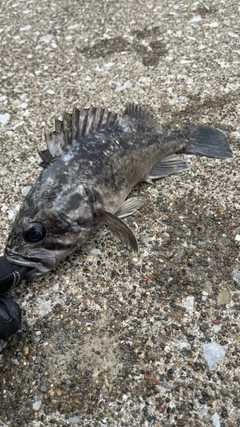 マゾイの釣果