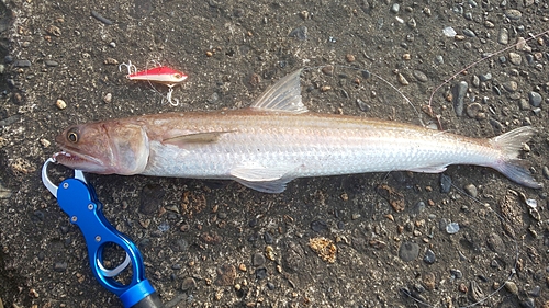 エソの釣果