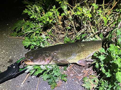 ナマズの釣果