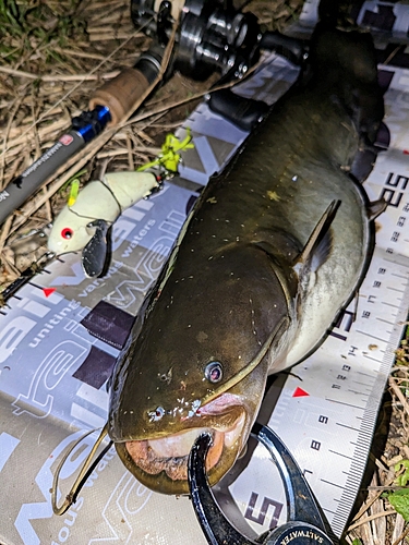 ナマズの釣果