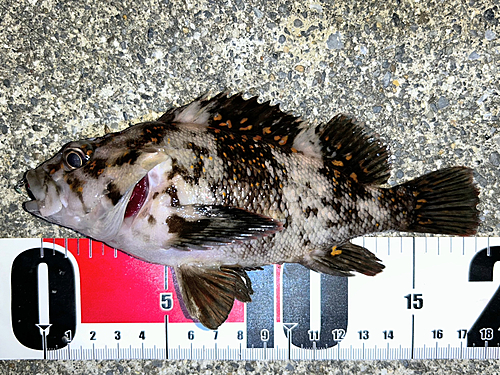 オウゴンムラソイの釣果