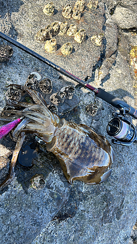 アオリイカの釣果