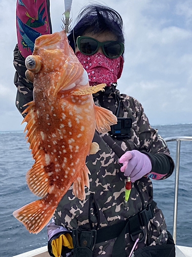 ウッカリカサゴの釣果