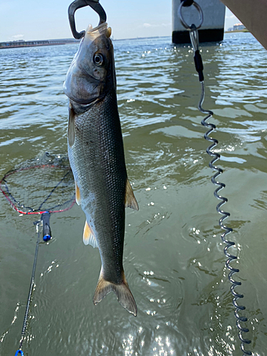 ニゴイの釣果