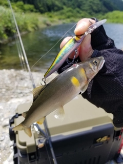 アユの釣果