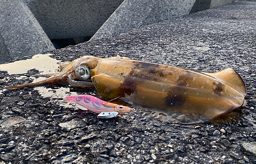 アオリイカの釣果