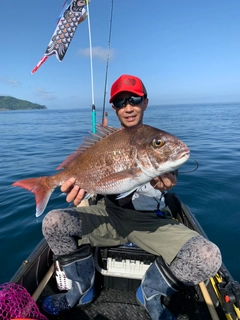 マダイの釣果