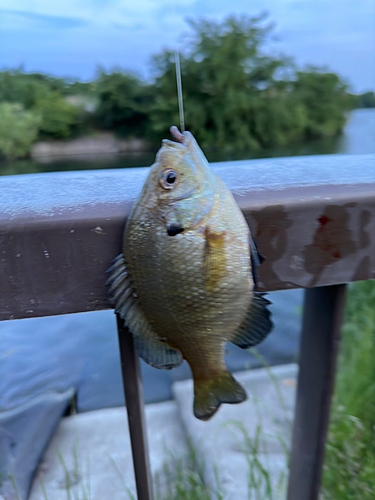 ブルーギルの釣果