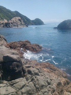 イサキの釣果