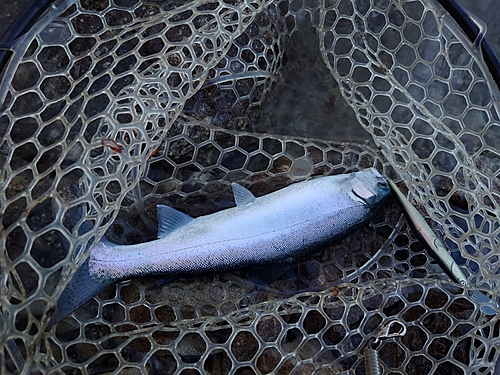 ニジマスの釣果