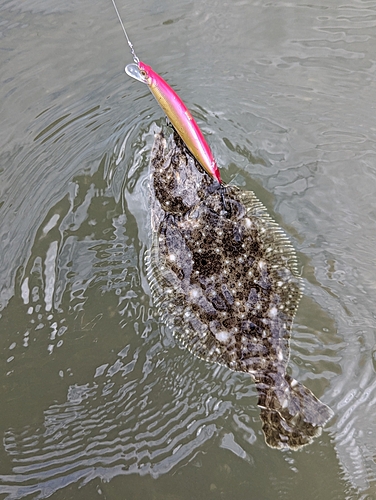 ソゲの釣果