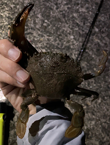 イシガニの釣果