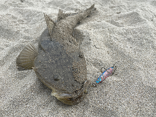 マゴチの釣果