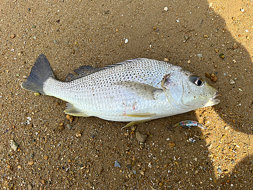 ホシミゾイサキの釣果