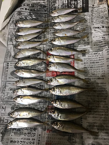 アジの釣果